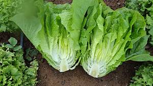 Şubatta zam şampiyonu marul oldu