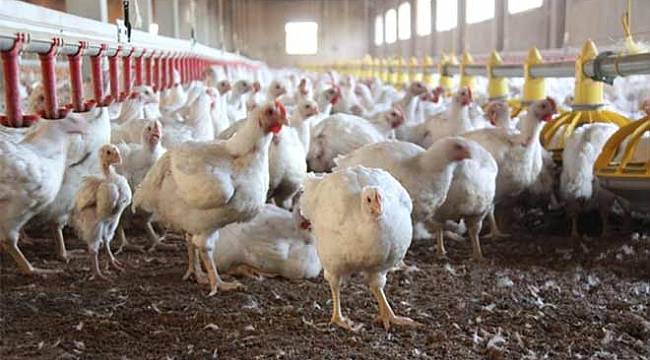 Beyaz et de zamlandı TUKETİCİ HABER AJANSI