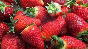 Çilek ucuzlayacak; Rusya'dan 11 ton çilek geliyor