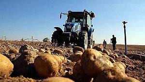 Patates ithalatı devam edecek