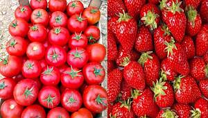 Rusya'dan domates ve çilek geliyor
