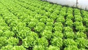 Tarımda üretim maliyeti yüzde 27 arttı