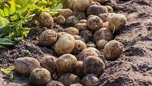 Türkiye patates fiyatı artışında dünya ikincisi