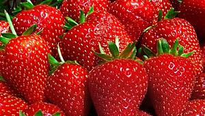 Çilekte ucuzluk yolda: Rusya'dan 21 ton çilek geliyor