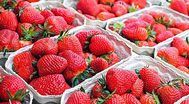 Rusya'dan 20 ton zararlı böcekli çilek ve kayısı geliyor