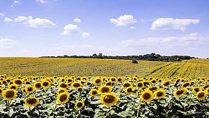 ​BASF, Ayçiçeği Tohumu Pazarına Giriyor