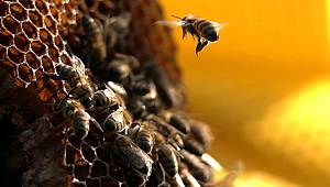 Bal yarışması: Cuma sat 15.00