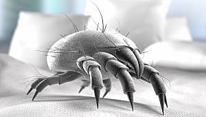 Yatak odanız işgal altında!