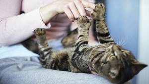 Kediler için daha iyi bir dünya sorumlu hayvan sahipliği ile mümkün