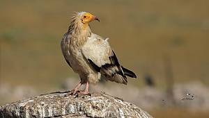 Küçük Akbabaları Koruma Projesi 2019 yılında önemli sonuçlara ulaştı!