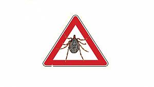 Tüketiciler Önemli: Yaz tatili ve Kene ısırması vakaları...