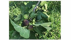 Siyah incir ihracatı 30 Temmuz’da başlıyor