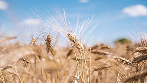 'Gıda firmaları daha şeffaf olup, sağlıklı beslenmeye teşvik etmeli'