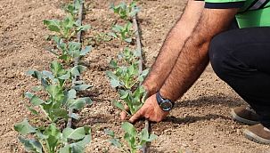 Pazar Atıkları Tarımla Sofralara Dönüyor 