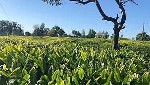 Çay hasadı başlıyor!