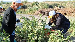 Tarlada kalan patlıcanlar gönüllüler tarafından hasat edildi ihtiyaç sahiplerinin sofralarını süsledi
