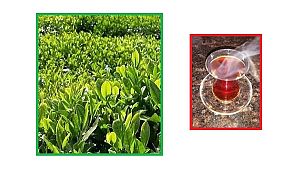 Tansiyonunuz yükselirse ÇAY demleyin - Kardiyoloji Uzmanı Prof. Dr. Nurkalem!