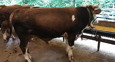 Kurban kesiminde 1 metreye dikkat - Üsküdar Üniversitesi Sağlık Bilimleri Fakültesi...