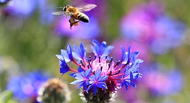 ''TARIMDA KONTROLSÜZ İLAÇLAMAYA DUR DİYELİM - ÇÜNKÜ ARILAR VARSA BİR GELECEĞİMİZ VAR''